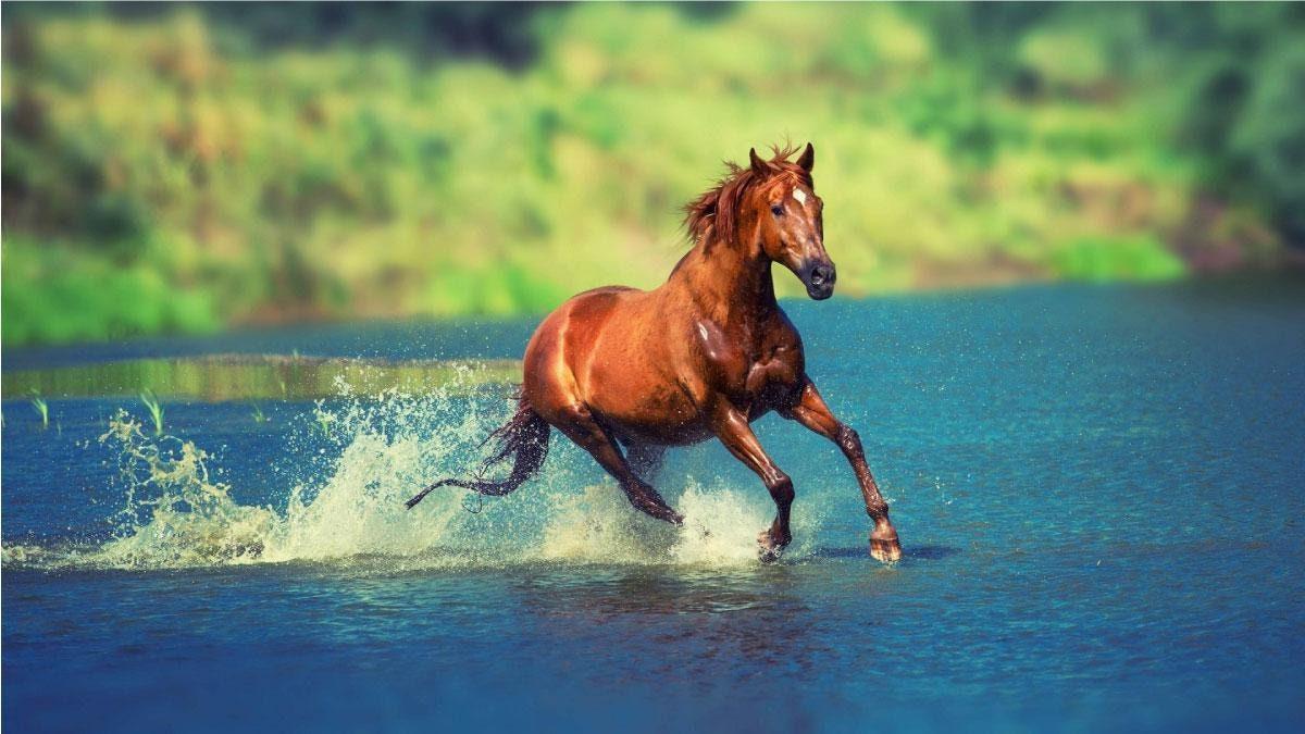 Horse Galloping on Water 3D Window Wall Sticker: Equestrian Decor