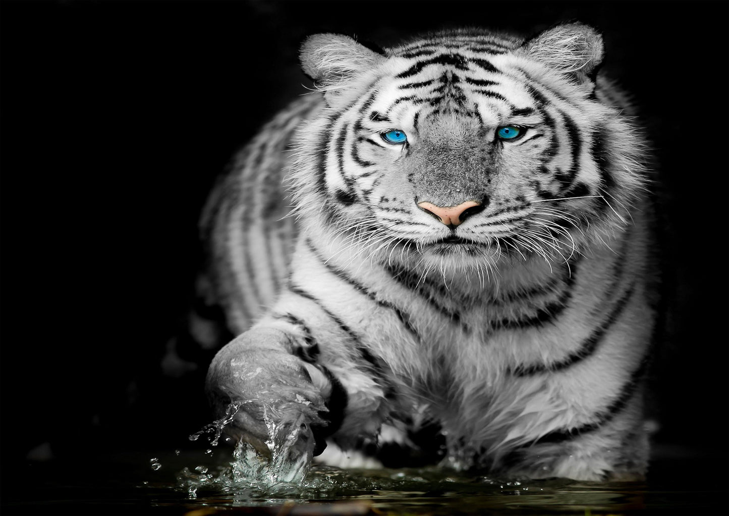 White Tiger Blue Eye Stare Nature Wildlife Giant Poster - A4 A3 A2 A1 Sizes