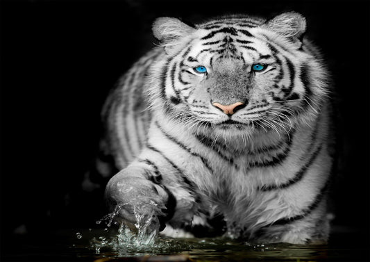 White Tiger Blue Eye Stare Nature Wildlife Giant Poster - A4 A3 A2 A1 Sizes