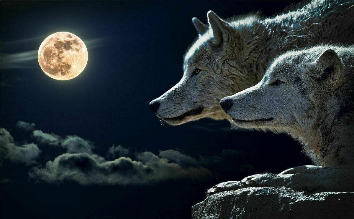 Wolf Moon 3D Window View Wall Decal: Vinyl Mural Sticker