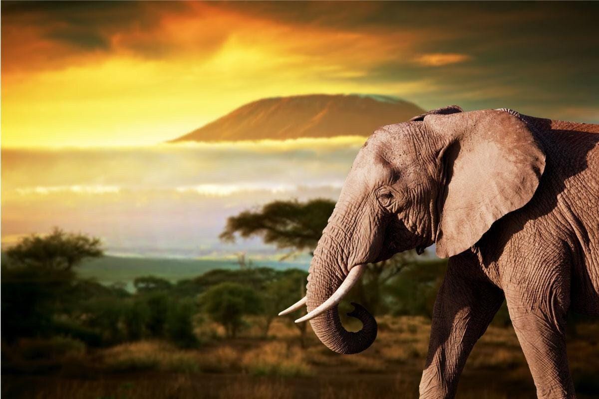 Elephant Sunset Wall Decal: 3D Window View Africa Mural (45cm x 60cm)