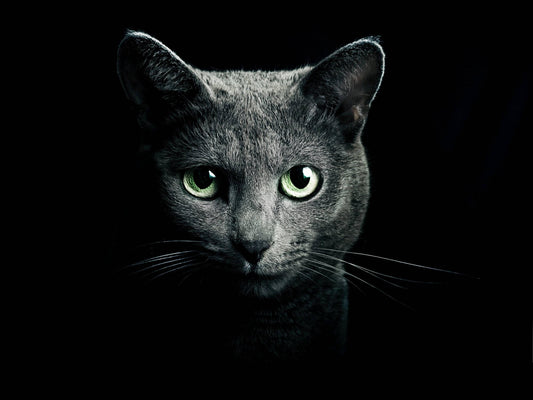 Black Cat Green Eyes Giant Print Art Picture Poster - A5 A4 A3 A2 A1 A0 Sizes