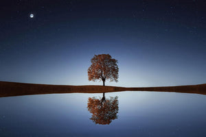 Beautiful Night Blossom Calm Waters Giant Poster - A5 A4 A3 A2 A1 A0 Sizes Art