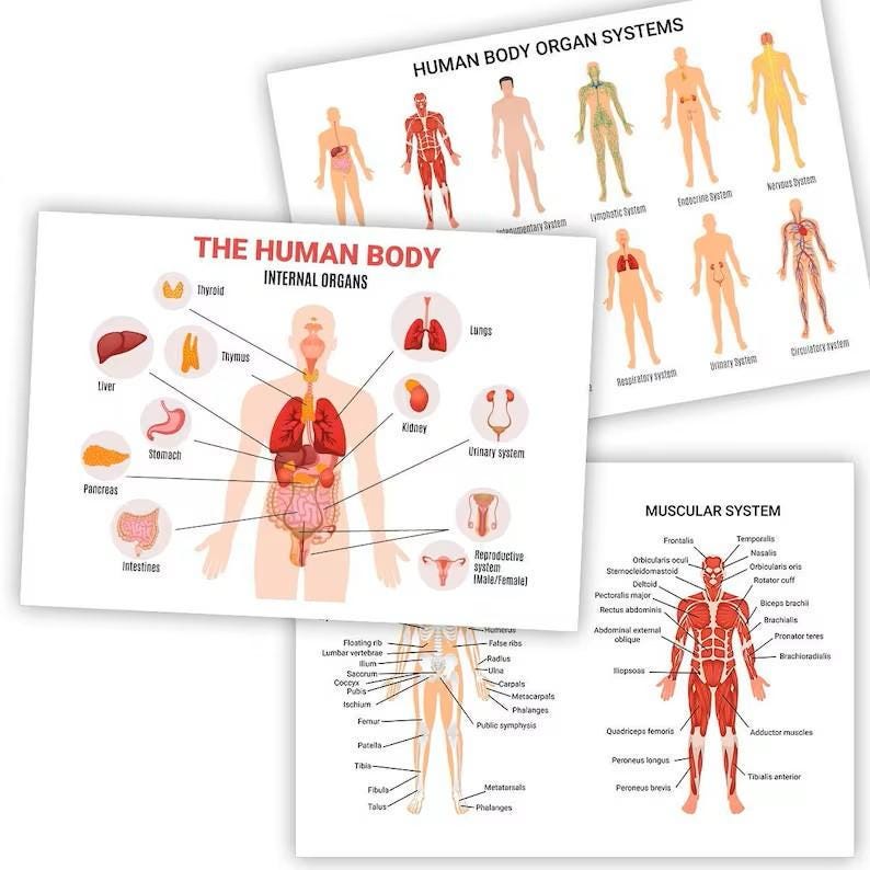 Human Body Organ Systems Science Home School Learning Educational Posters