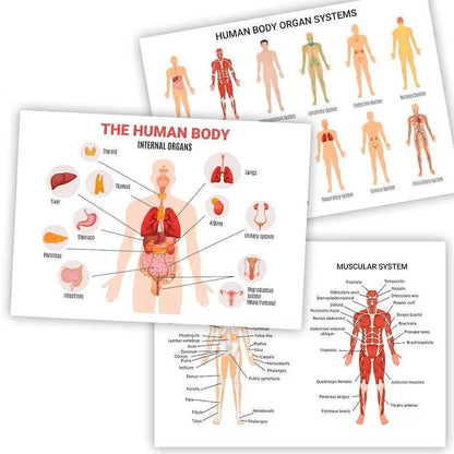 Human Body Organ Systems Science Home School Learning Educational Posters