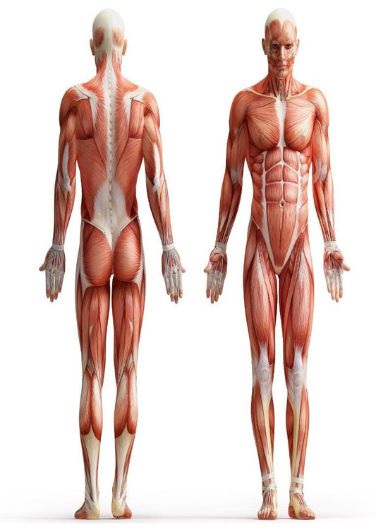 Human Body Muscle Anatomy Poster: Medical Art Print