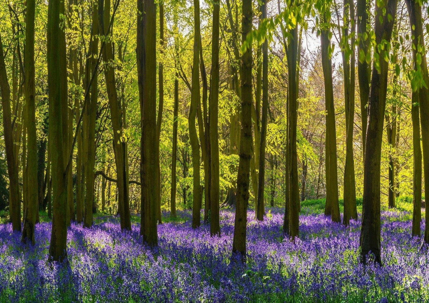 Purple Flowers Forest Trees Living Room Bedroom Giant Poster - A4 A3 A2 A1 Sizes