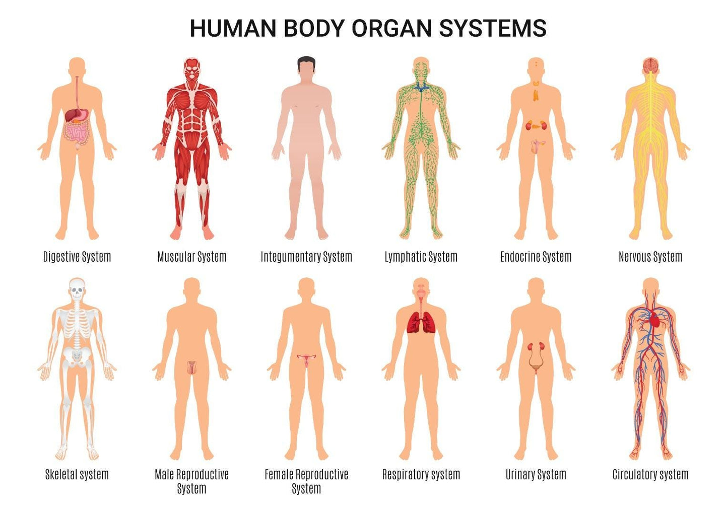 Human Body Organ Systems Science Home School Learning Educational Posters