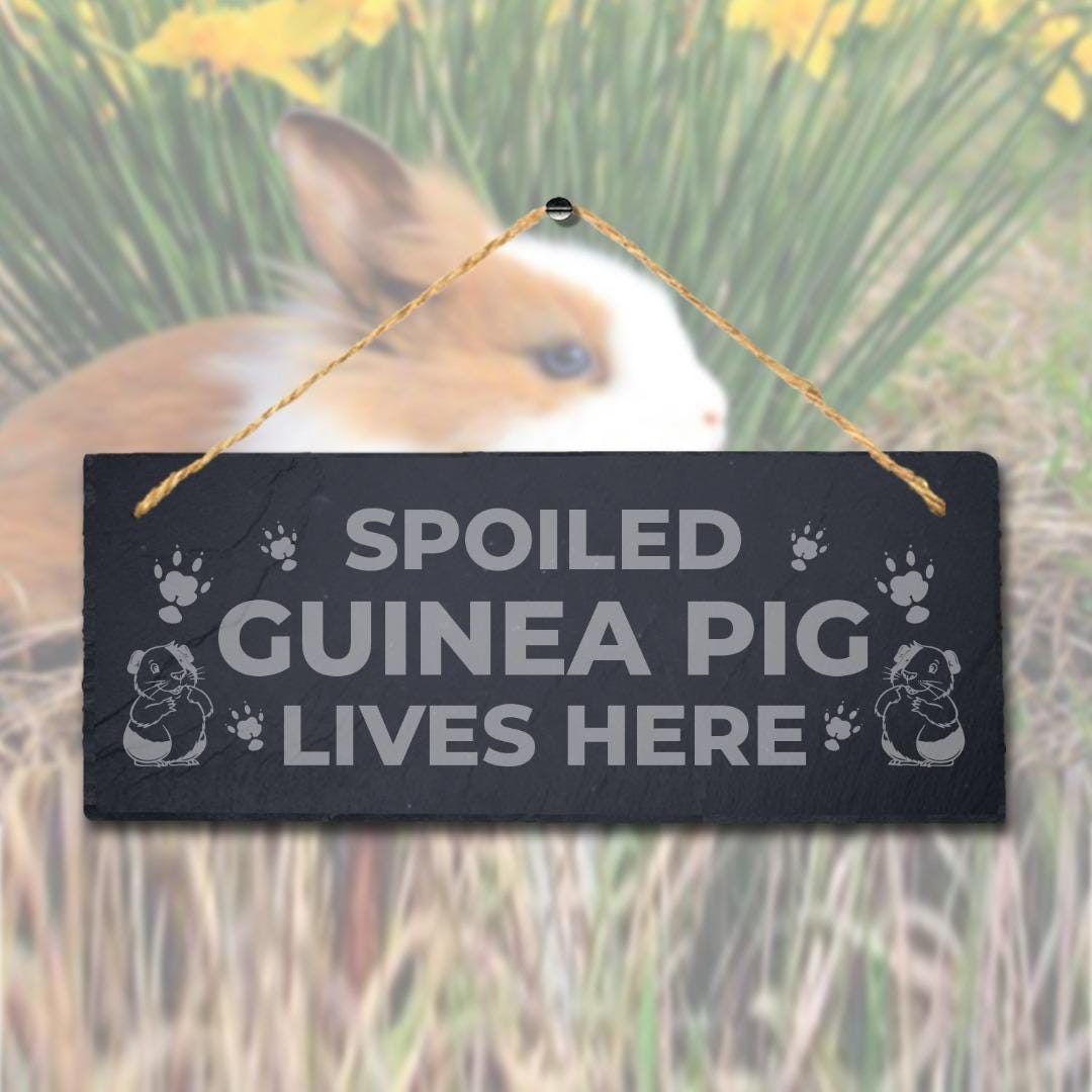 Spoiled Guinea Pig Live Here Laser Engraved Hanging Slate Pig Cote Pigsties Sign