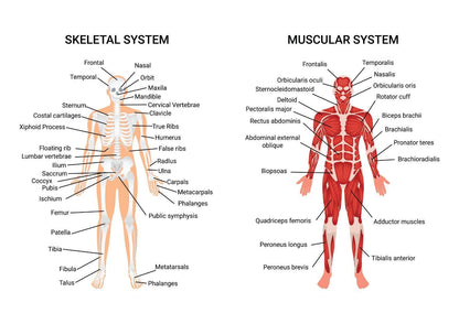 Human Body Organ Systems Science Home School Learning Educational Posters