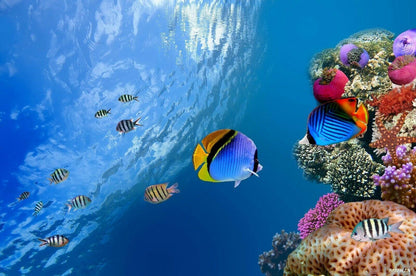 Tropical Coral Reef Fish Art Print: Vibrant Sea Life Poster