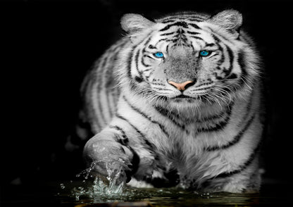 White Tiger Blue Eye Stare Nature Wildlife Giant Poster - A4 A3 A2 A1 Sizes