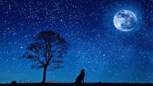 Wolf Night Moon Stars Giant Print Art Picture Poster - A5 A4 A3 A2 A1 A0 Sizes