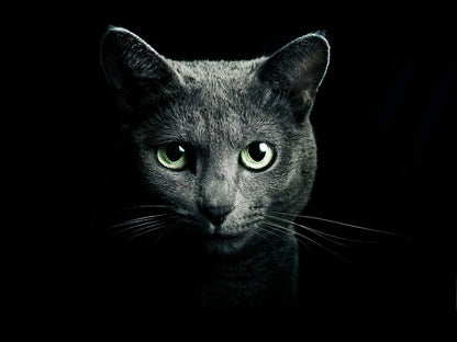 Black Cat Green Eyes Giant Print Art Picture Poster - A5 A4 A3 A2 A1 A0 Sizes