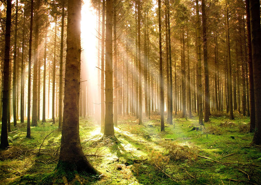 Forest At Dawn Woodland Giant Poster - A4 A3 A2 A1 Sizes