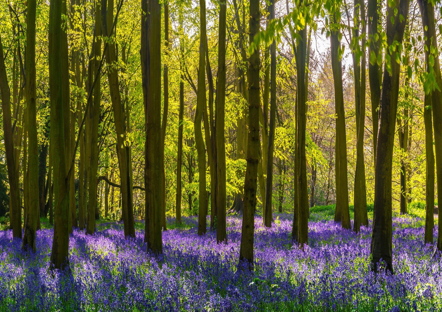 Purple Flowers Forest Trees Living Room Bedroom Giant Poster - A4 A3 A2 A1 Sizes
