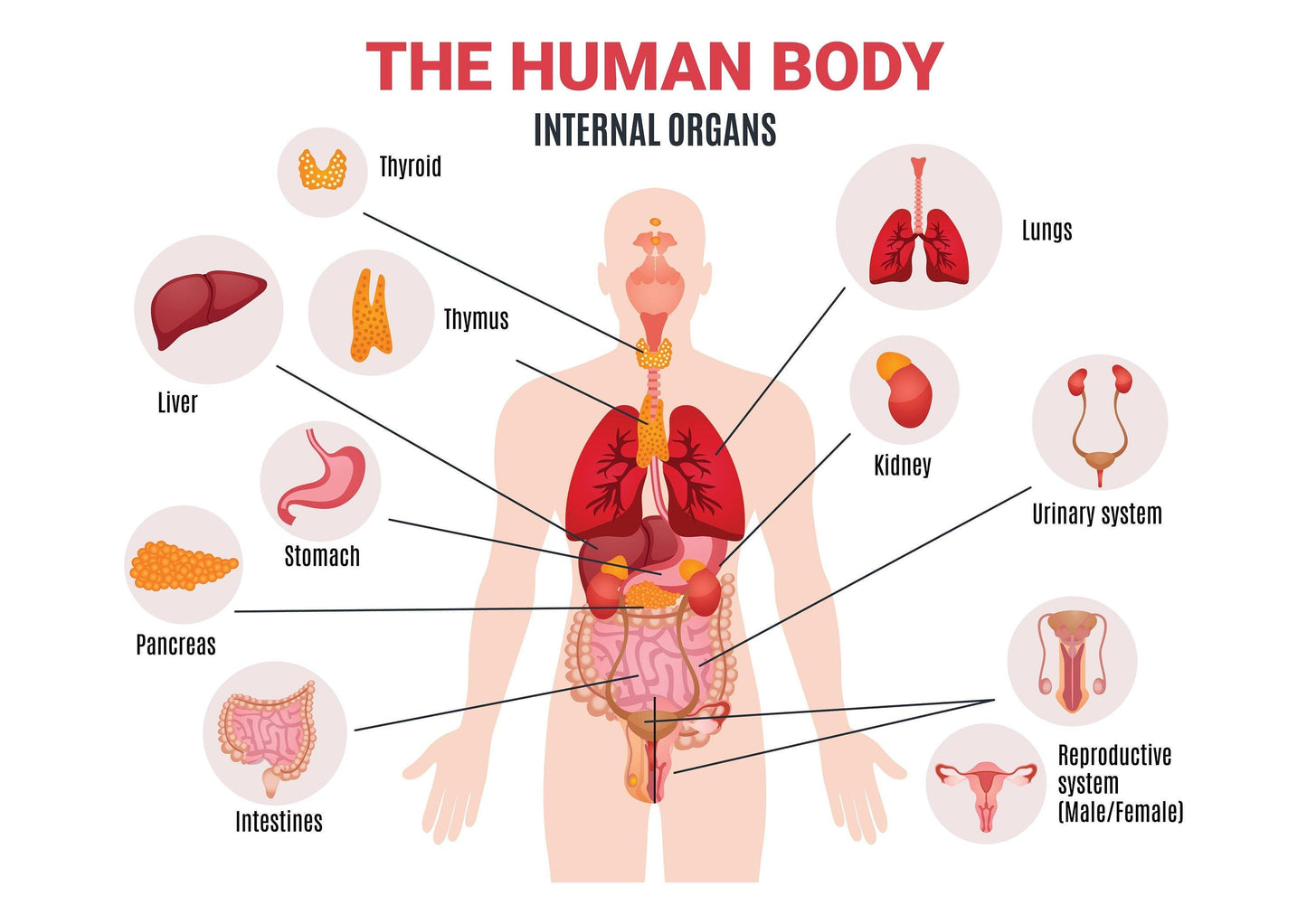 Human Body Organ Systems Science Home School Learning Educational Posters