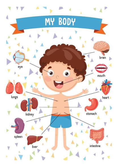 The Human Body Boy Girl Children Clean Home School Learning Educational Poster