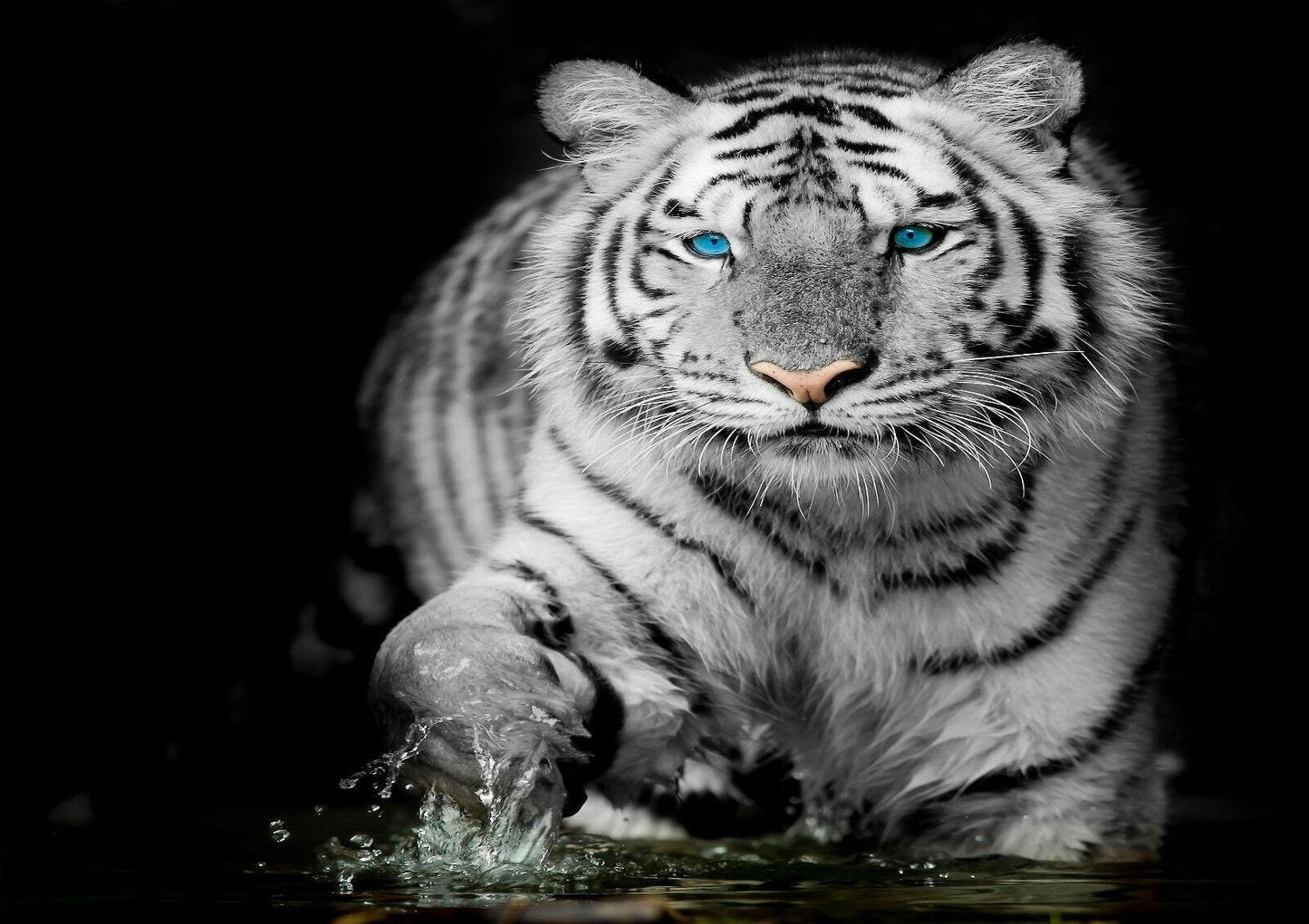 White Tiger Blue Eye Stare Nature Wildlife Giant Poster - A4 A3 A2 A1 Sizes