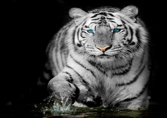 White Tiger Blue Eye Stare Nature Wildlife Giant Poster - A4 A3 A2 A1 Sizes