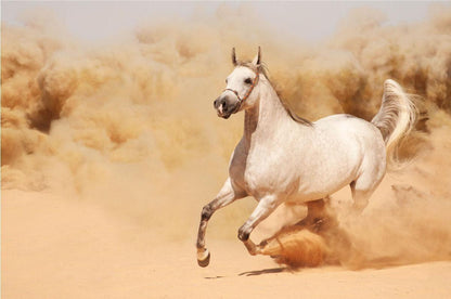 White Horse 3D Window View Wall Decal: Running in Sand