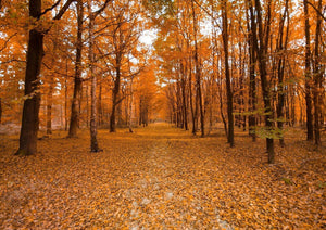 Autumn Trees Orange Red Forest Living Room Giant Poster - A4 A3 A2 A1 Sizes