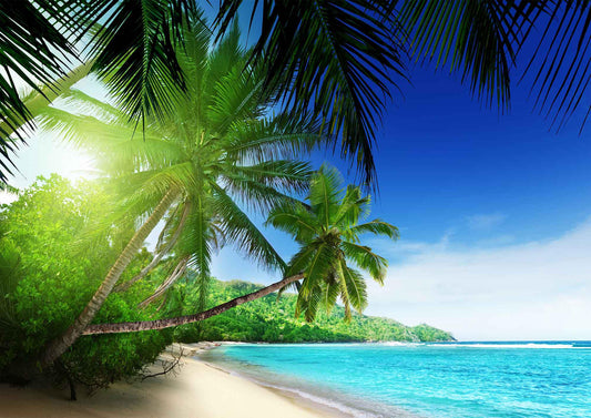 Beach Sandy Palm Lined Tropical Giant Poster - A4 A3 A2 A1 Sizes