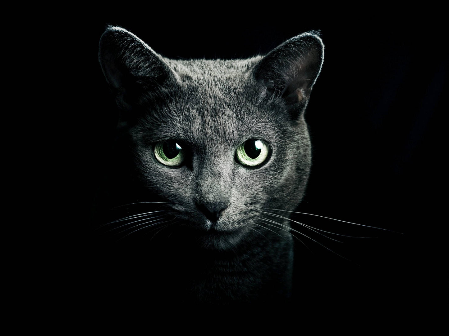Black Cat Green Eyes Giant Print Art Picture Poster - A5 A4 A3 A2 A1 A0 Sizes