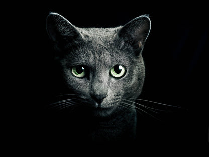 Black Cat Green Eyes Giant Print Art Picture Poster - A5 A4 A3 A2 A1 A0 Sizes